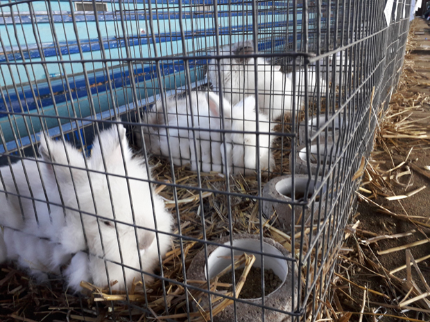 Еднану (11) је питон љубимац, а има и брадате гуштере: Приједор у знаку птица,кунића, риба и гмизаваца